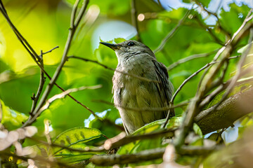 Gray catbird on branch