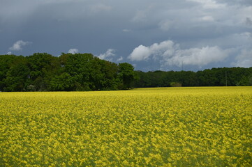 Obraz premium Champs de fleurs jaunes campagne