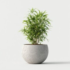 Light gray planter with small green plant