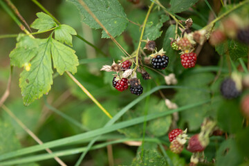 wild berries on a bush in close up