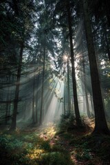 Fototapeta premium Beams of sunlight pierce through the dense, misty canopy of tall, dark green trees
