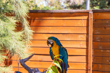 a colorful macaw at Happy Hollow Park and Zoo in in San Jose California USA