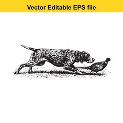 German Shorthaired Pointer Vintage Black & White Hunting Dog Illustration with Pheasant – Standing, Jumping, and Hunting Pose