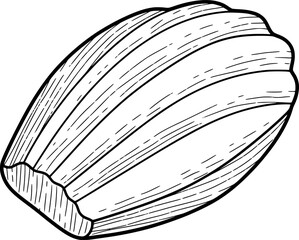 Madeleine cookie with ridged texture with hand-drawn style