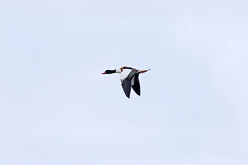 Fototapeta premium Common Shelduck (Tadorna tadorna) – Dublin Bay estuaries