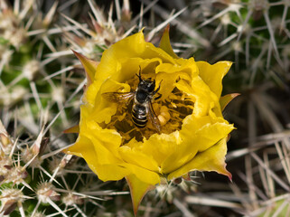 A Cactus wood-borer bee emerging from a Yellow Cactus flower after pollination. Close up view.