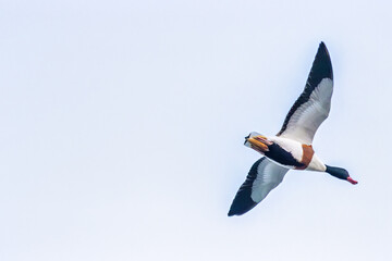Common Shelduck (Tadorna tadorna) – Dublin Bay estuaries