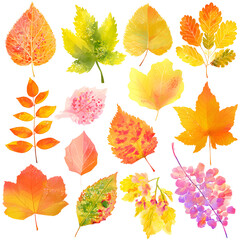 Autumnal Watercolor Leaf Collection on Black Background Showcasing Seasonal Variety