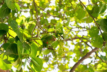Exotic green parrot conure on tree branch. Parakeet parrot in wildlife. Green conure bird eating with beak. Bird parakeet. Parakeet green parrot sitting on tree. Green conure bird eating berry