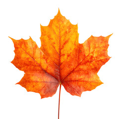 Isolated autumn maple leaf showcasing vibrant orange and yellow colors on black background