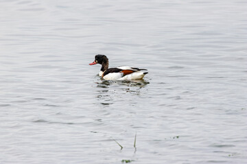 Common Shelduck (Tadorna tadorna) – Dublin Bay estuaries