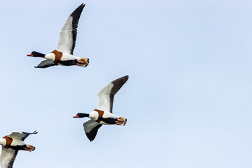 Common Shelduck (Tadorna tadorna) – Dublin Bay estuaries