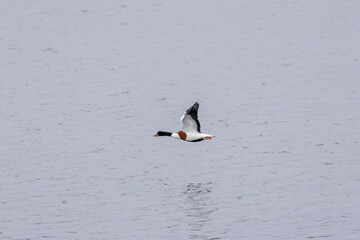 Common Shelduck (Tadorna tadorna) – Dublin Bay estuaries