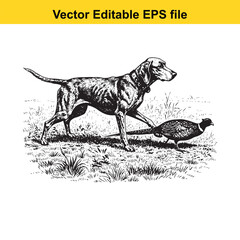 Obraz premium Redbone Coonhound Vintage Black & White Hunting Dog Illustration with Pheasant – Standing, Jumping, and Hunting Pose