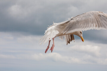 Silbermöwe (Larus argentatus) im Flug