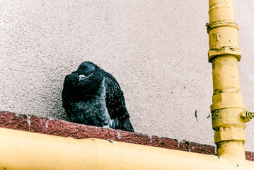 Wild gray pigeon sit on yellow gas pipe near residential building birdwatching
