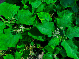 Fototapeta premium Green Eggplant Leaves with White Flowers in Natural Sunlight