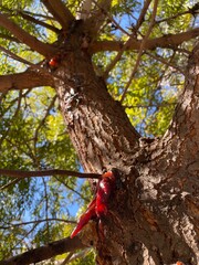  Roble Australiano con savia endurecida por fuera de su corteza 
