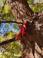Grevillea robusta con savia seca