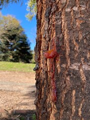 Roble australiano con savia seca