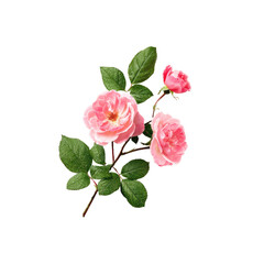 Obraz premium Delicate pink roses on a stem