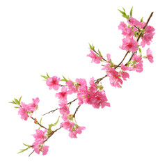 Naklejka premium Delicate Pink Azalea Branch Blossoms on Elegant Black Background Composition