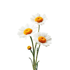 Fototapeta premium Three white daisies with yellow centers on stems