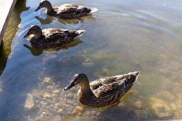 Three wild mallard ducks swim peacefully in clear, sunlit water. This tranquil nature scene captures the birds in their natural habitat, showcasing their beautiful plumage and a serene atmosphere