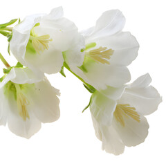 Obraz premium Elegant white bellflowers against a stark black backdrop showcasing delicate floral beauty