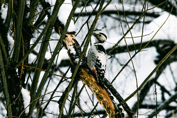 Bird feathered woodpecker sitting on dry tree, winter snowy landscape cloudy day