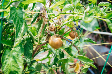 Obraz premium Green tomato bush in the garden. Unripe fruits rot and darken from phytophthora. Plant care.