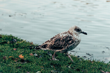 Wild seagulls gulls fly and sit in water ocean sea pond, bird watching wildlife