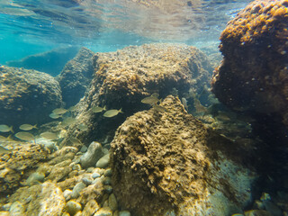 A serene underwater scene captures a school of fish gracefully swimming among sunlit rocks covered in algae in the clear sea.