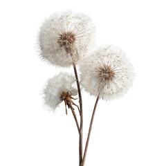 Obraz premium Close-up of three dandelion seed heads (1)