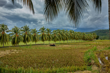 Obraz premium Lush rice paddies bordered by coconut palm trees near Bagua, in the Amazonas region of northern Peru. This tropical agricultural landscape highlights the region’s fertile lowlands and traditional rice