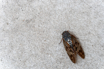 アブラゼミとコピースペース