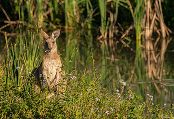 The Eastern Grey Kangaroo (Macropus giganteus) feeding at Coombabah wetlands, Queensland, Australia.