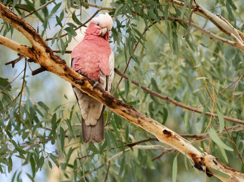 The galah (Eolophus roseicapilla)pink and grey cockatoo in an eucalyptus tree in Queensland Australia.