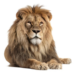 Fototapeta premium Lion portrait, resting pose