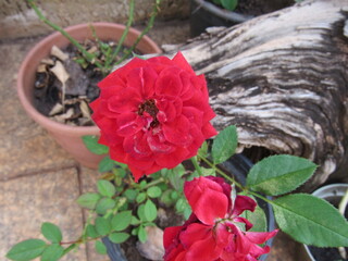 As rosas rosas e vermelhas.