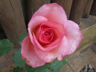 As rosas rosas e vermelhas.