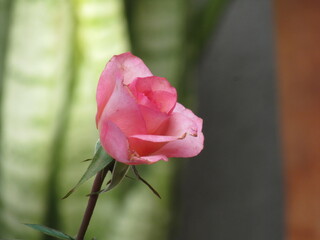 As rosas rosas e vermelhas.