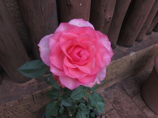 As rosas rosas e vermelhas.