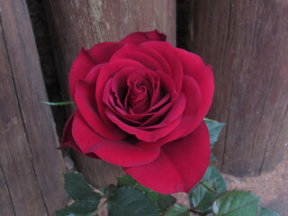 As rosas rosas e vermelhas.