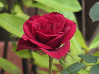 As rosas rosas e vermelhas.