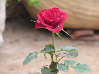 As rosas rosas e vermelhas.