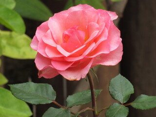 As rosas rosas e vermelhas.