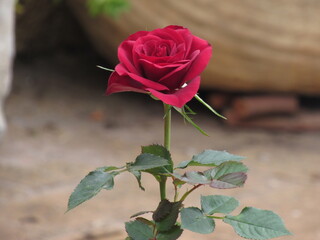 As rosas rosas e vermelhas.