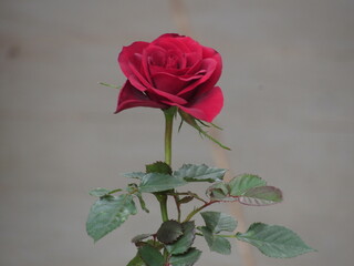 As rosas rosas e vermelhas.