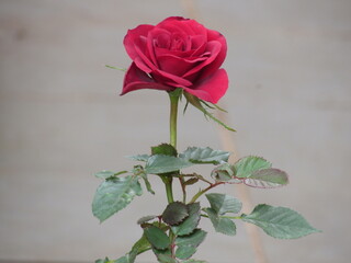 As rosas rosas e vermelhas.